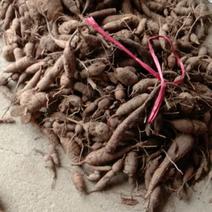 湖南省野生中药材“白蔹”鲜货供应，根茎类药材。