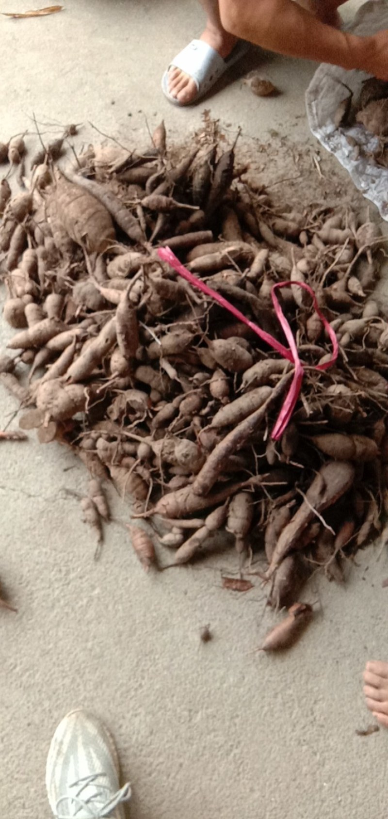 湖南省野生中药材“白蔹”鲜货供应，根茎类药材。