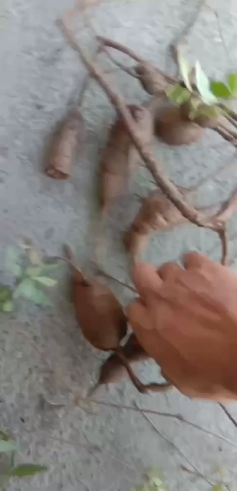 湖南省野生中药材“白蔹”鲜货供应，根茎类药材。