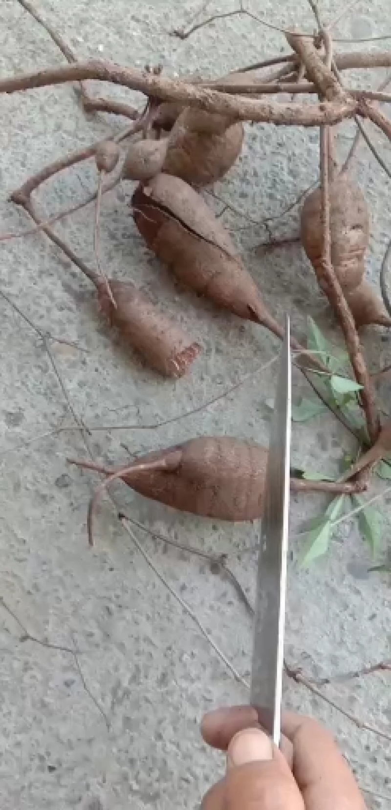 湖南省野生中药材“白蔹”鲜货供应，根茎类药材。