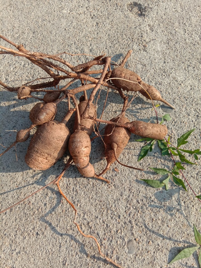湖南省野生中药材“白蔹”鲜货供应，根茎类药材。