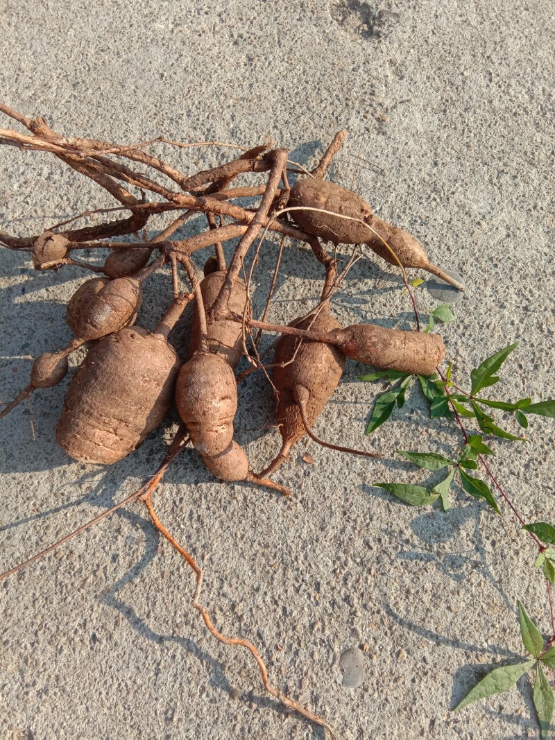湖南省野生中药材“白蔹”鲜货供应，根茎类药材。