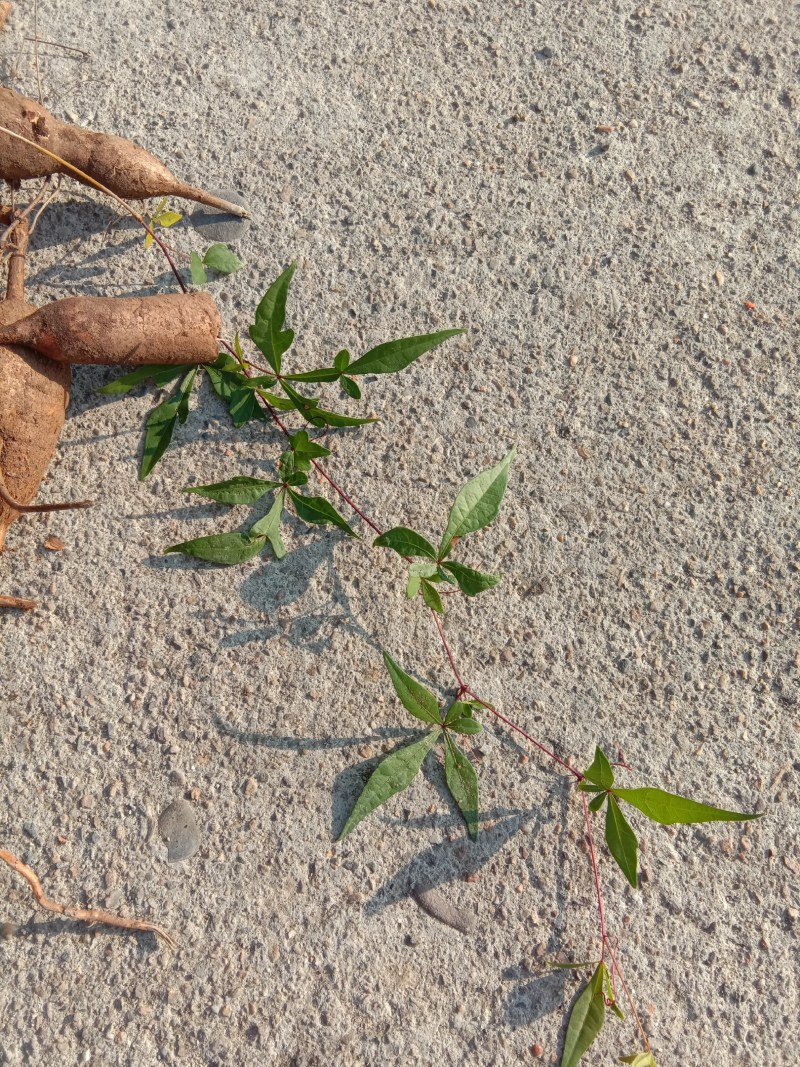 湖南省野生中药材“白蔹”鲜货供应，根茎类药材。