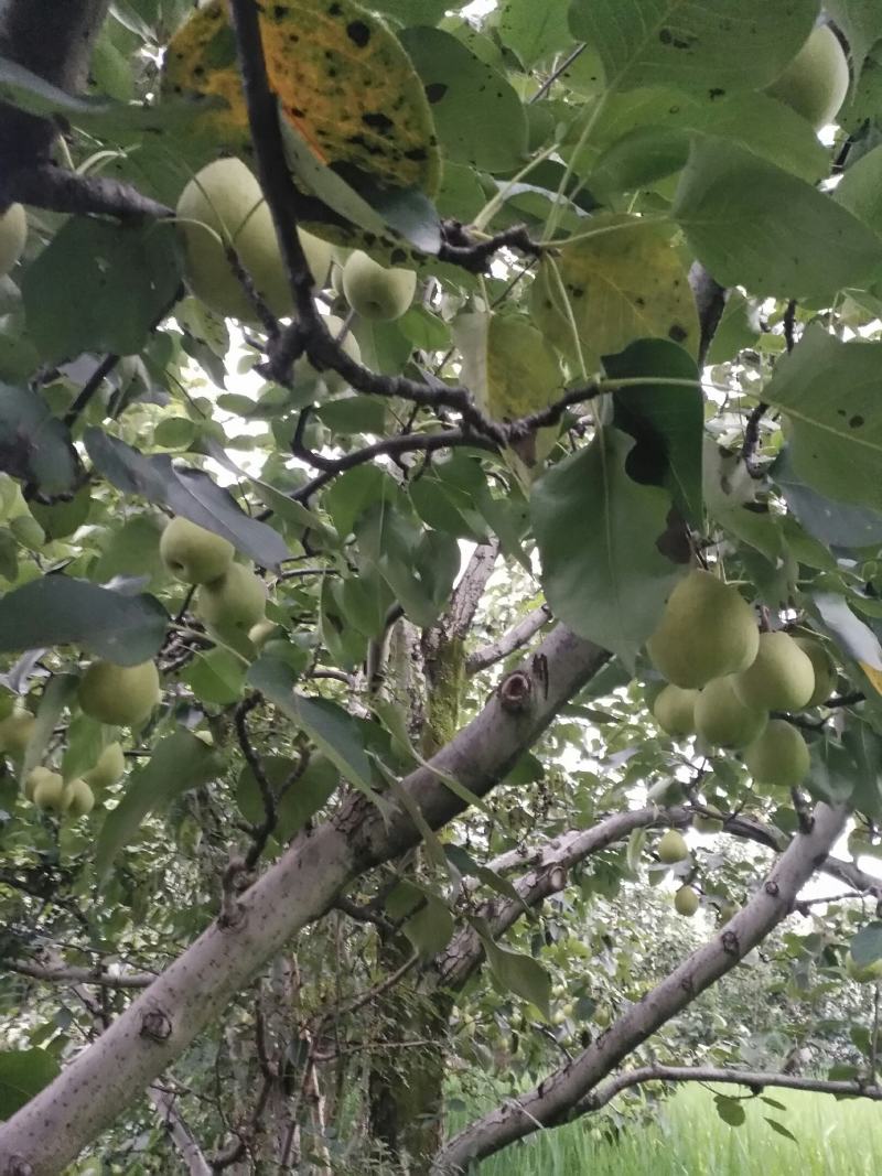 汉源金花梨，大量上市，果园采摘，又大又脆，果面干净