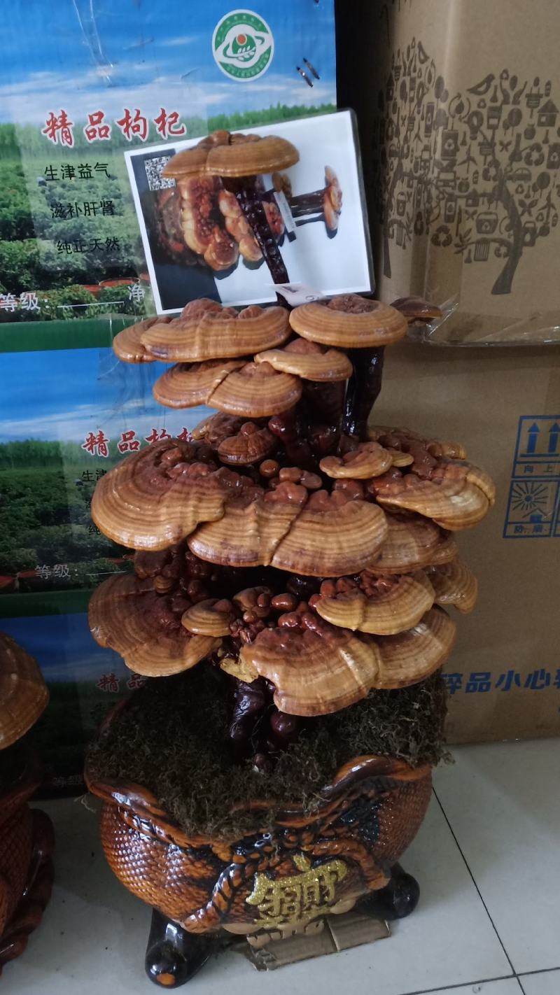 【大量批发】吉林灵芝片长白山灵芝林下灵芝片