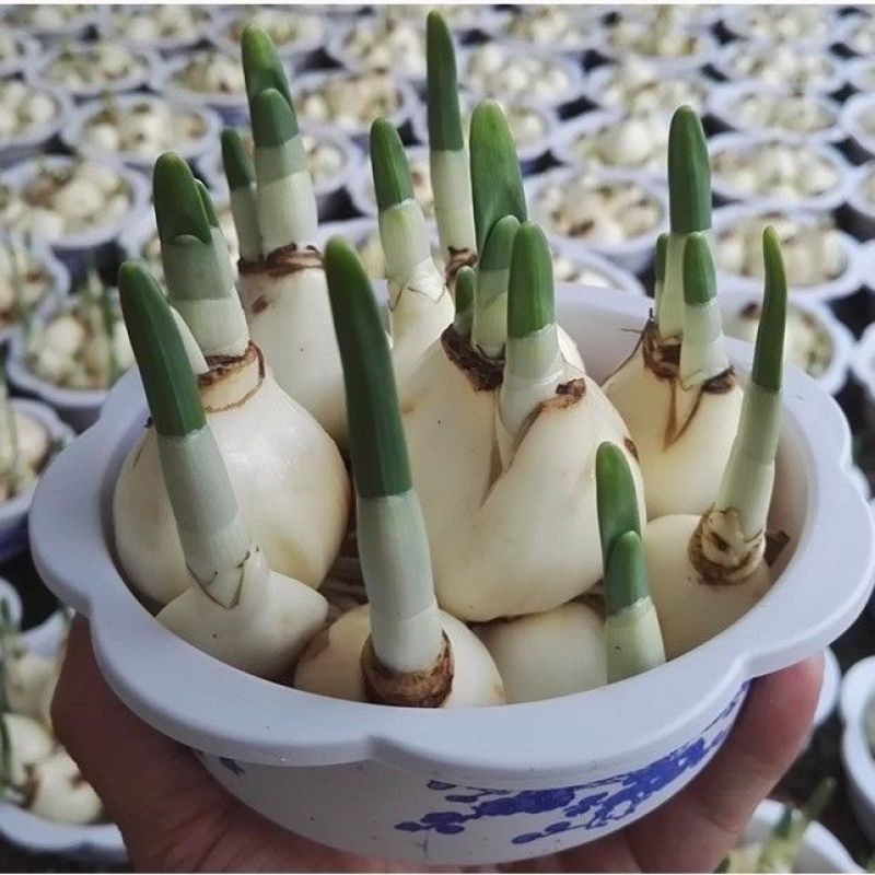 水仙花种球水培植物室内绿植盆栽水仙花种子四季种植花卉耐寒
