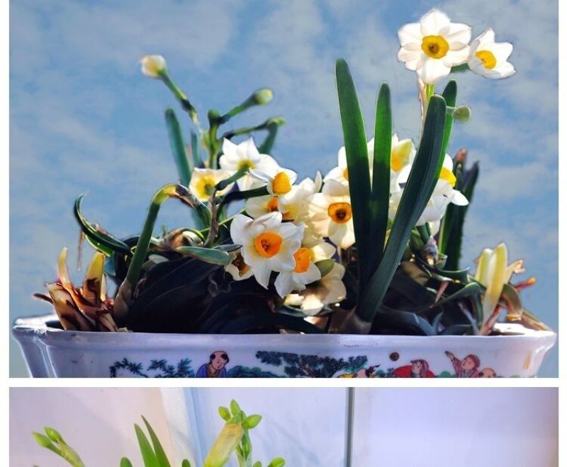 水仙花种球水培植物室内绿植盆栽水仙花种子四季种植花卉耐寒