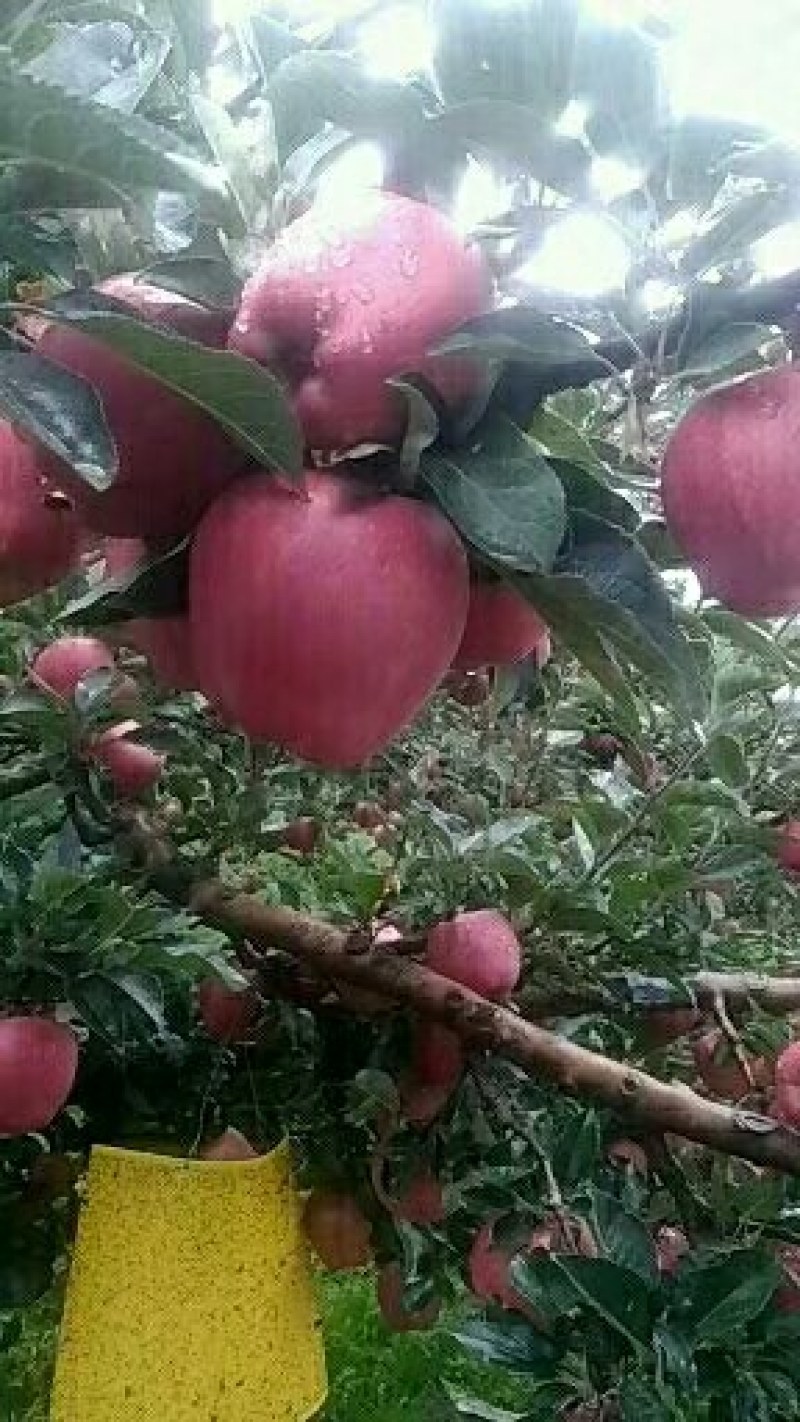 一件代发（老花牛苹果）糯香甜汁的老品种红元帅系列