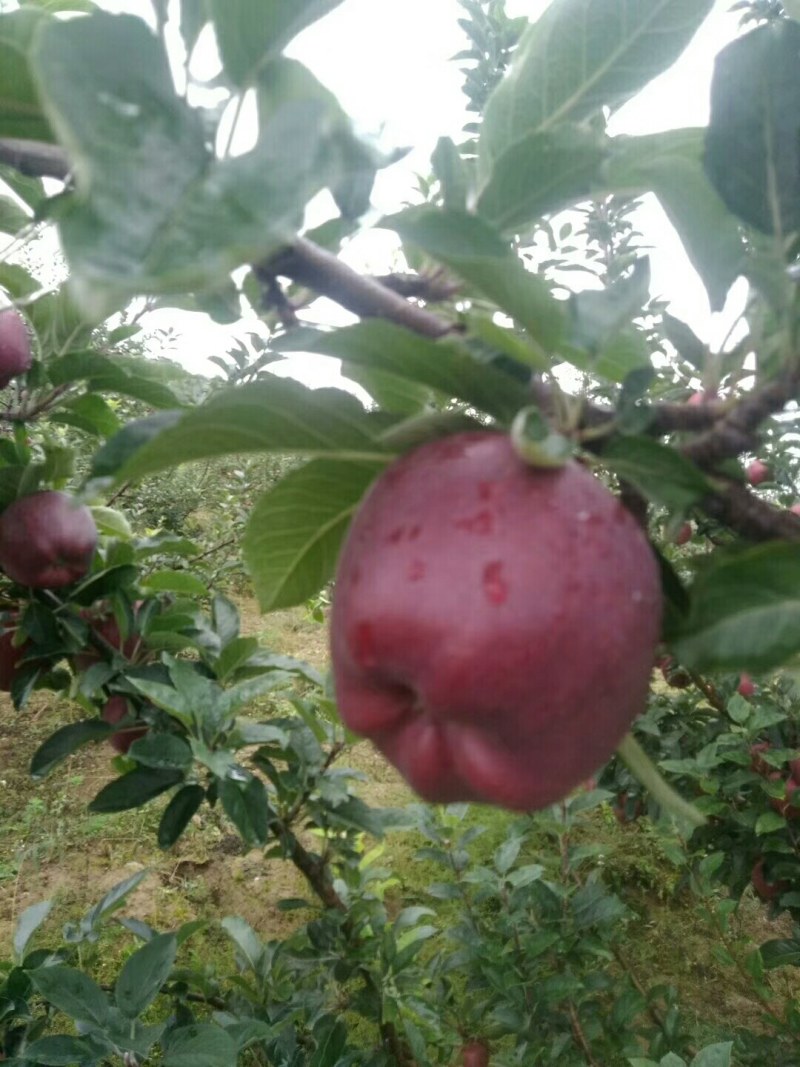 一件代发（老花牛苹果）糯香甜汁的老品种红元帅系列
