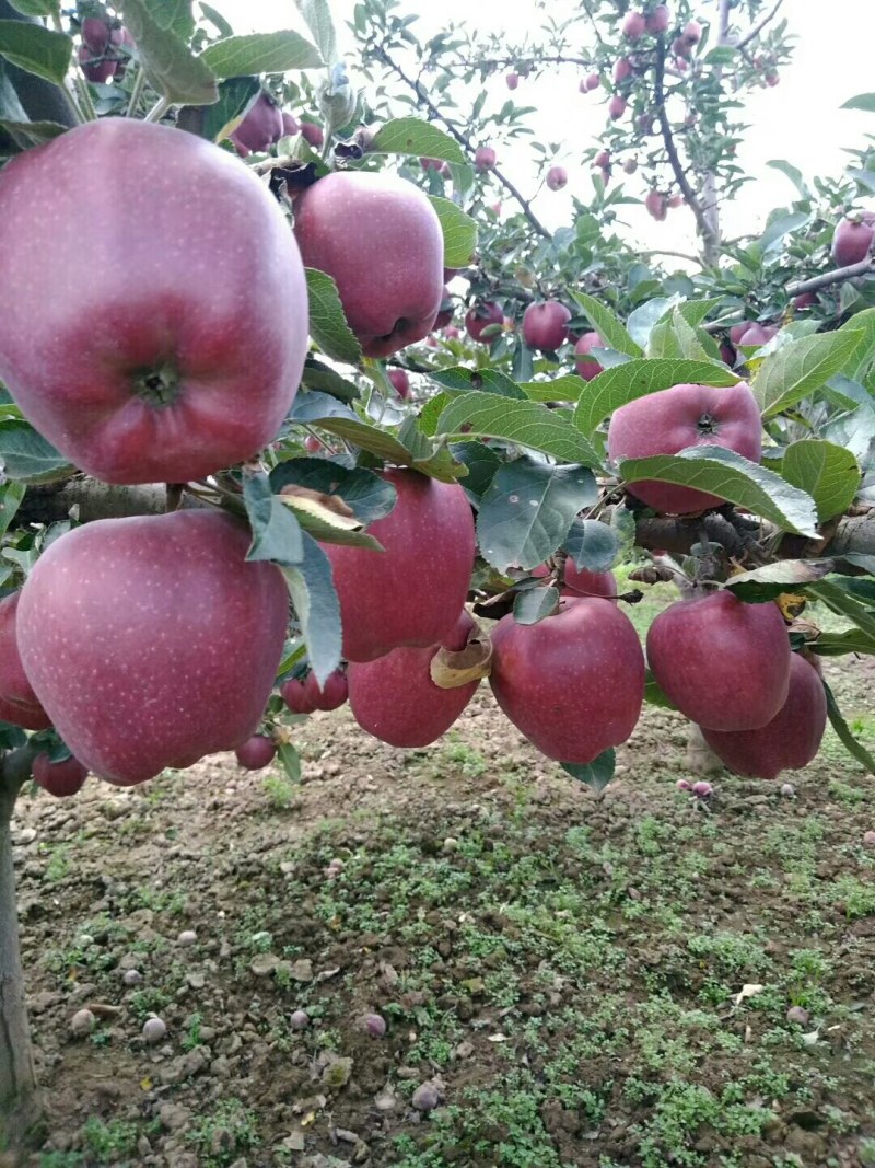 一件代发（老花牛苹果）糯香甜汁的老品种红元帅系列