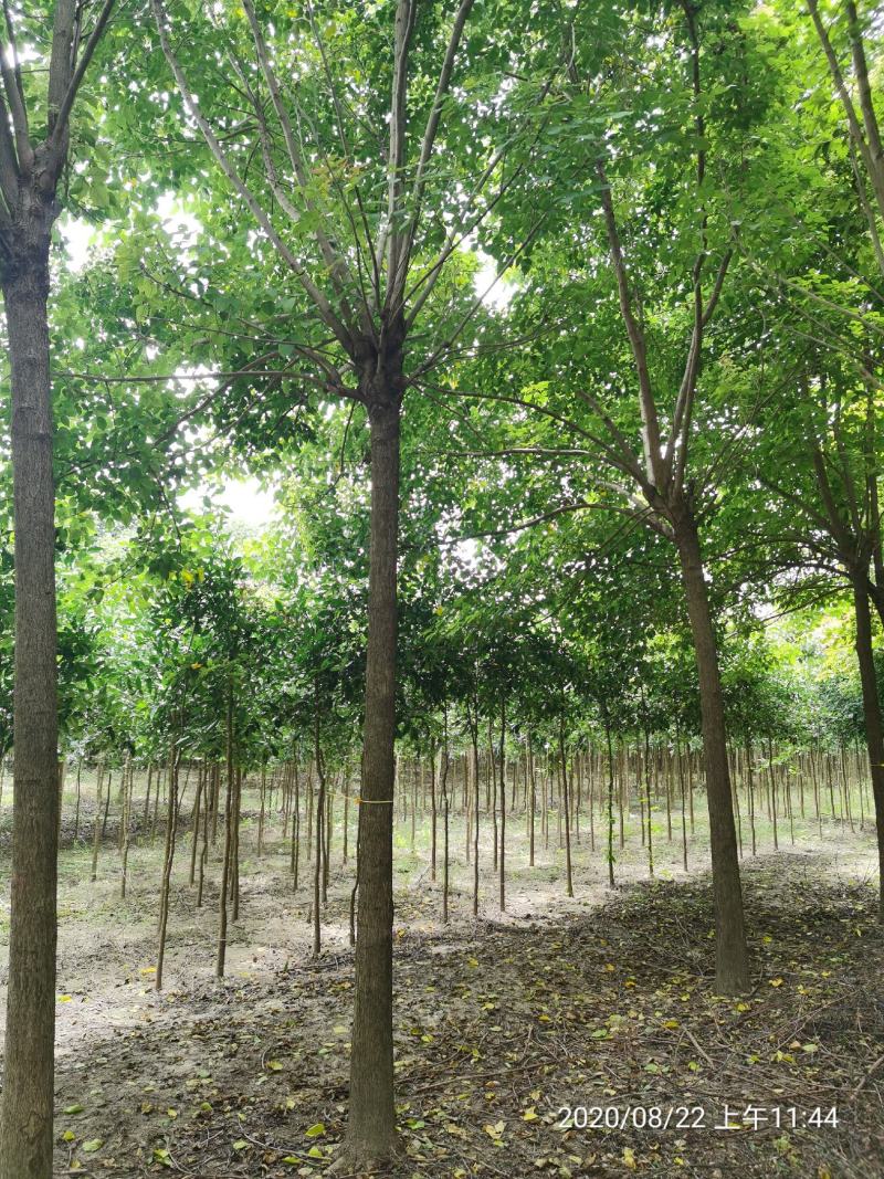 重阳木行道树苗圃大量供应5-20公分