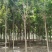 重阳木行道树苗圃大量供应5-20公分