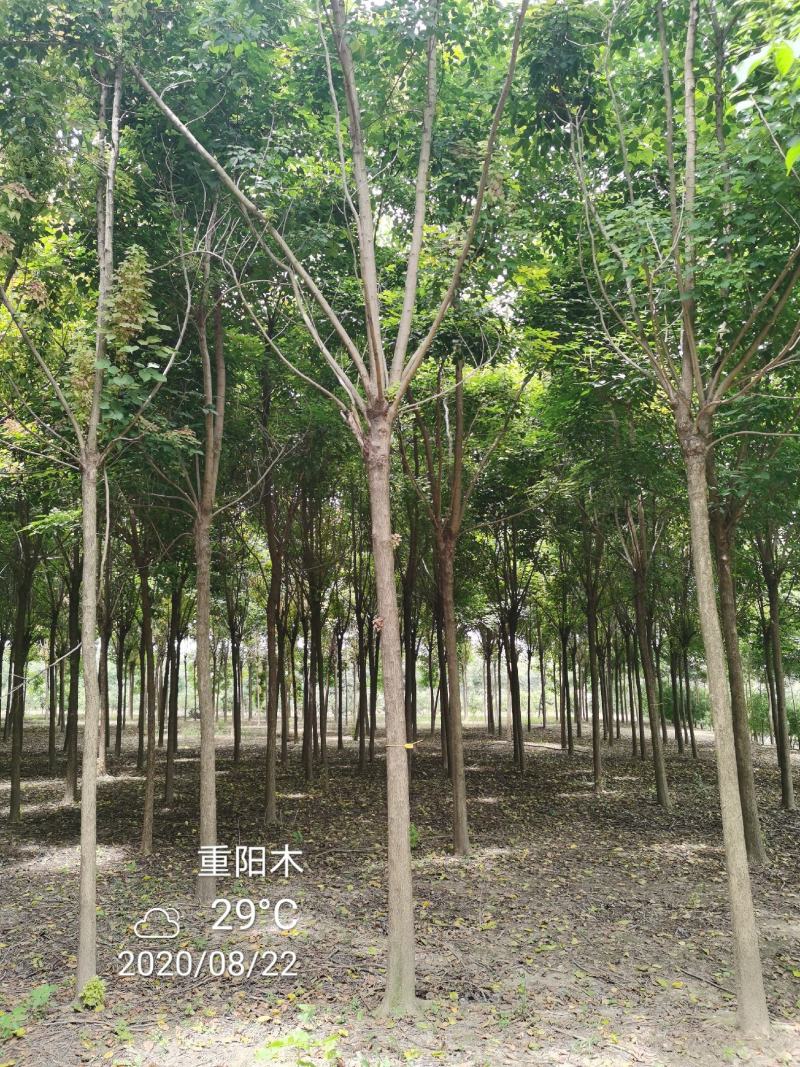 重阳木行道树苗圃大量供应5-20公分
