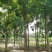 重阳木行道树苗圃大量供应5-20公分