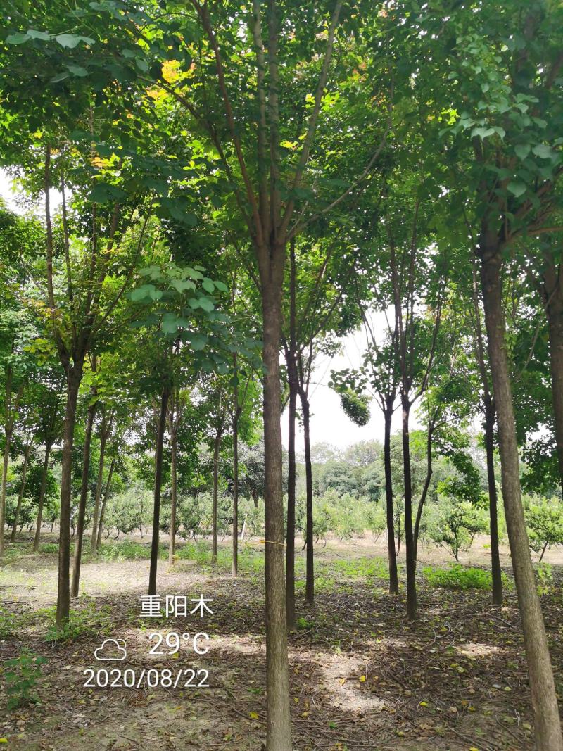 重阳木行道树苗圃大量供应5-20公分
