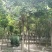 重阳木行道树苗圃大量供应5-20公分