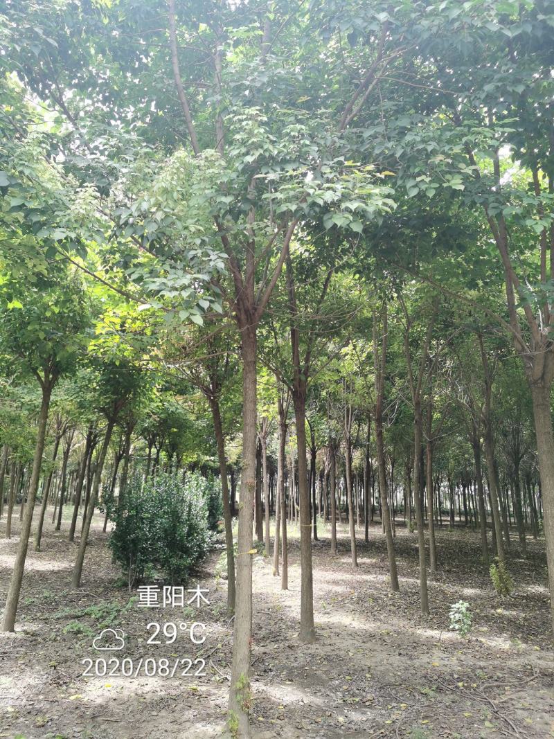 重阳木行道树苗圃大量供应5-20公分