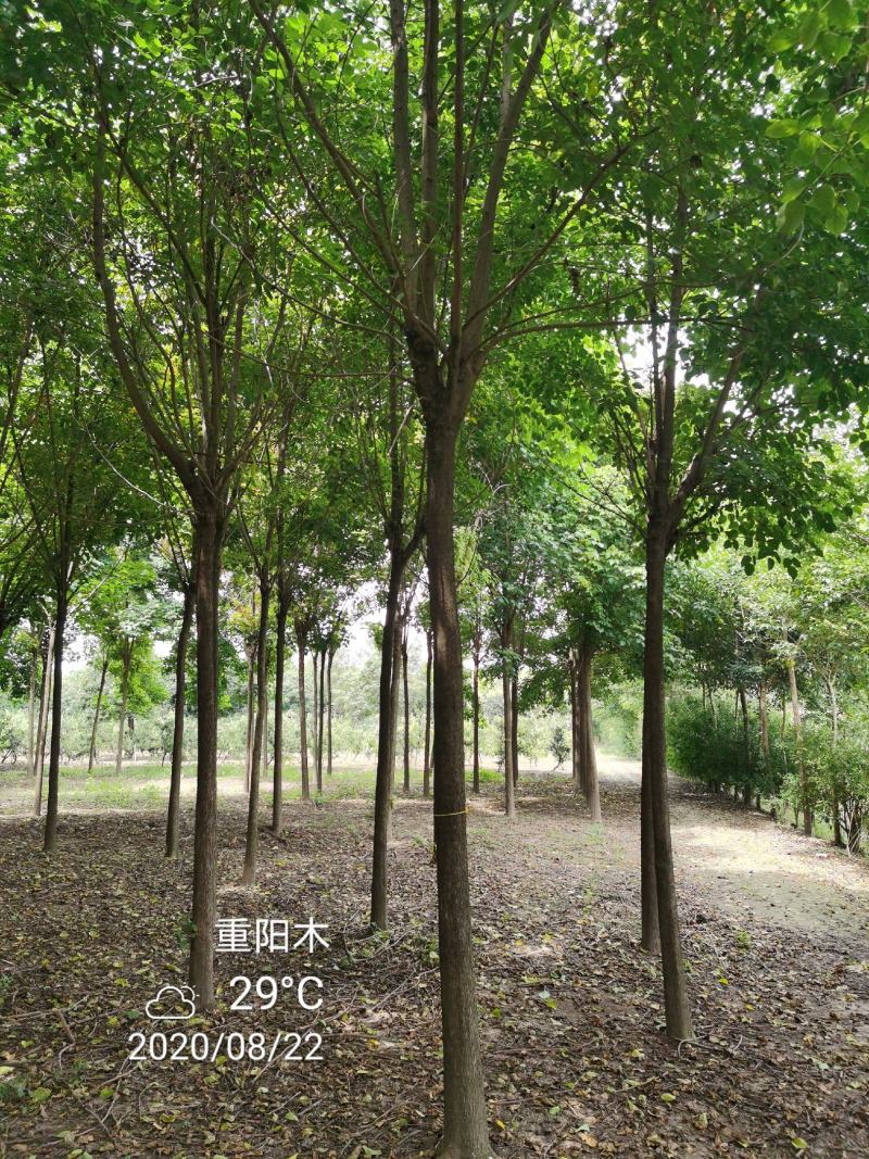 重阳木行道树苗圃大量供应5-20公分