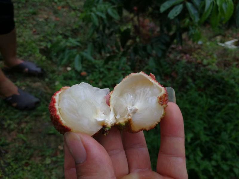 无核荔枝营养杯大小规格都有苗