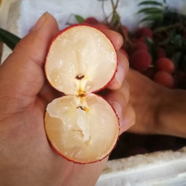 无核荔枝营养杯大小规格都有苗