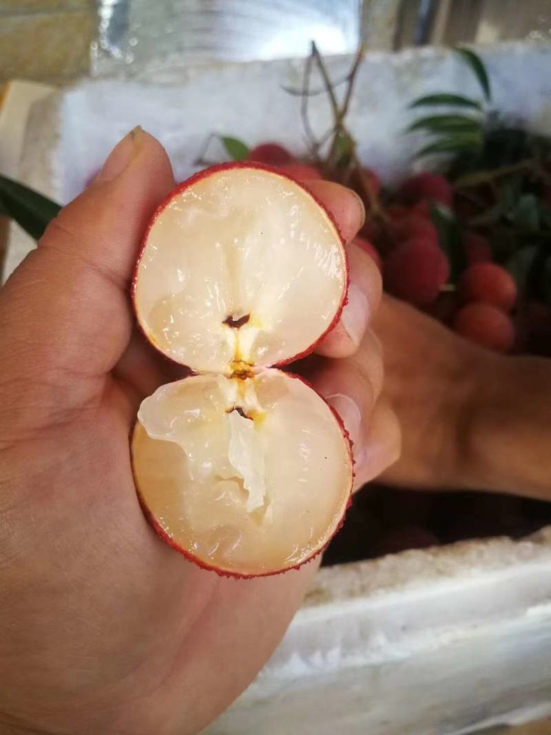 无核荔枝营养杯大小规格都有苗