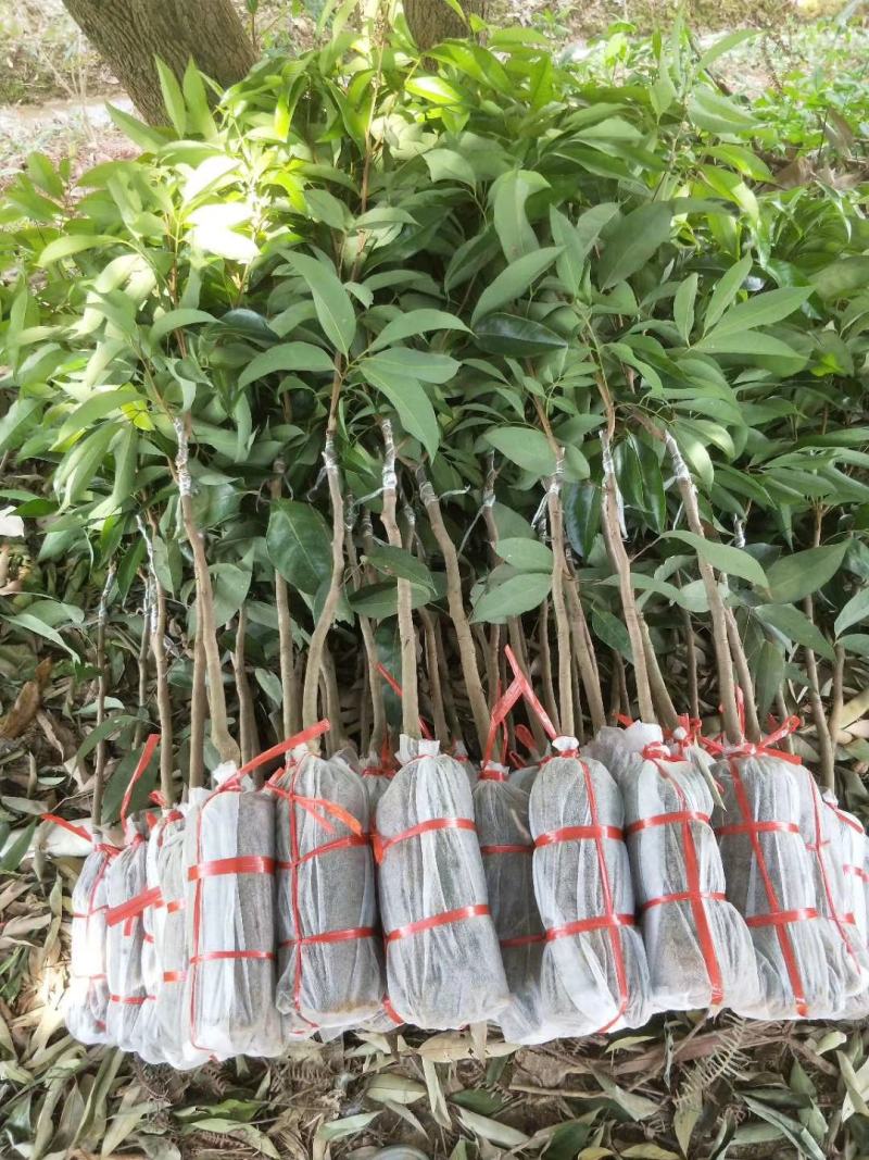 无核荔枝营养杯大小规格都有苗
