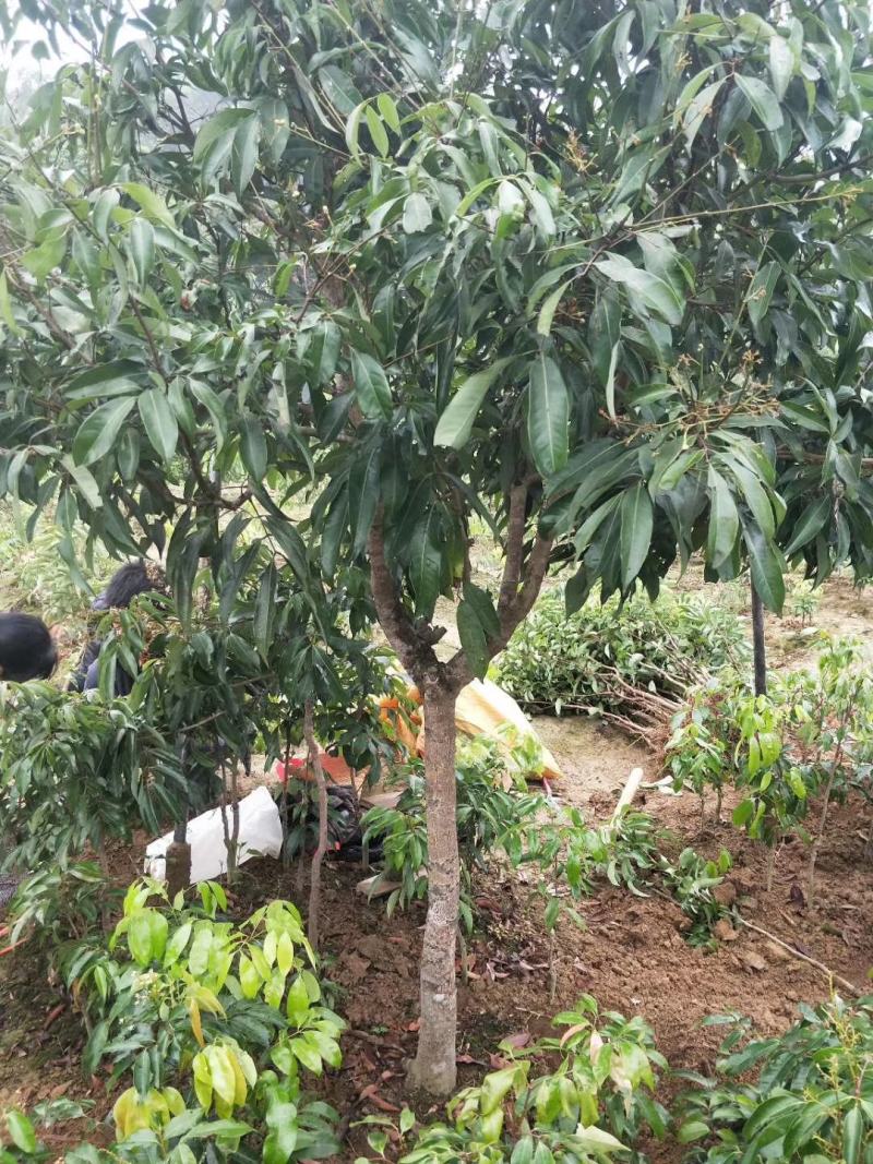 无核荔枝营养杯大小规格都有苗