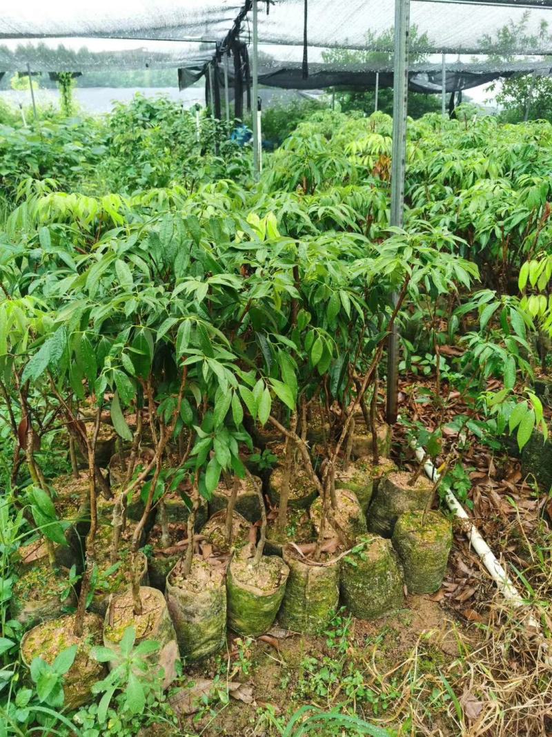 无核荔枝营养杯大小规格都有苗