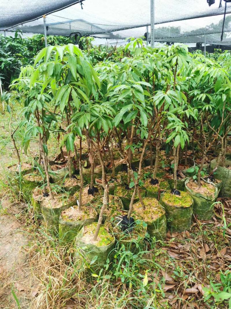 无核荔枝营养杯大小规格都有苗