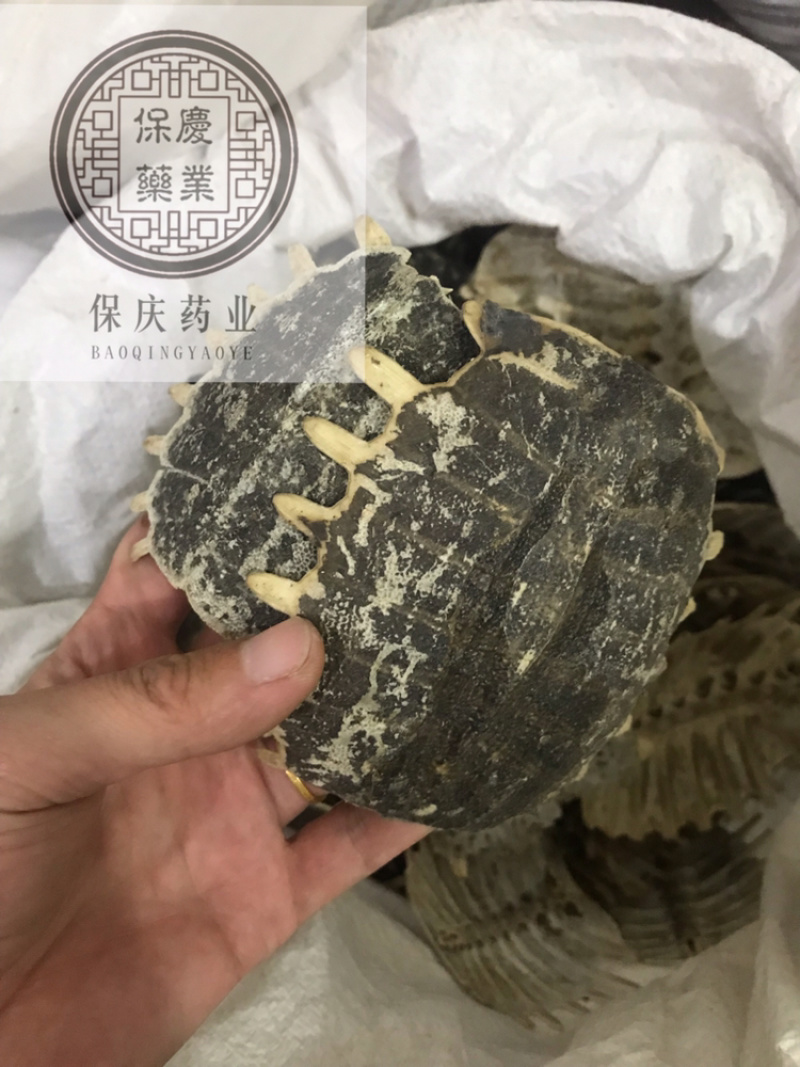 鳖甲生鳖甲保庆药业批发正品实拍甲鱼壳