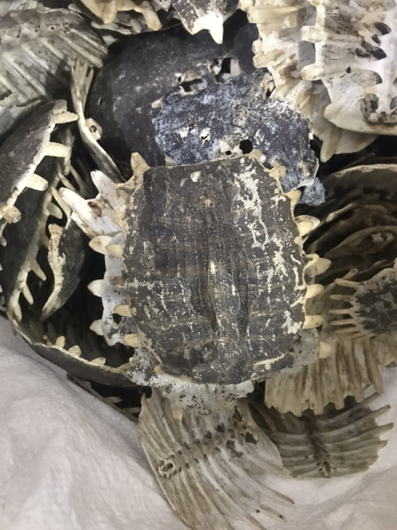 鳖甲生鳖甲保庆药业批发正品实拍甲鱼壳