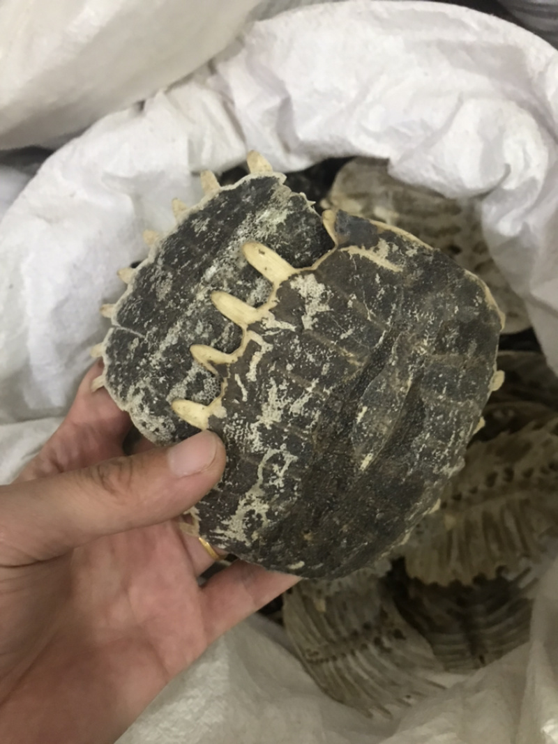 鳖甲生鳖甲保庆药业批发正品实拍甲鱼壳