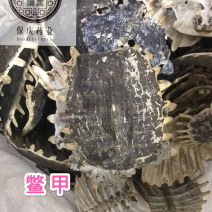 鳖甲生鳖甲保庆药业批发正品实拍甲鱼壳