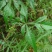湖南省野生中药材“白蔹”鲜货供应，根茎类药材。