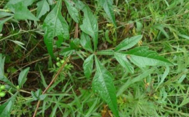 湖南省野生中药材“白蔹”鲜货供应，根茎类药材。
