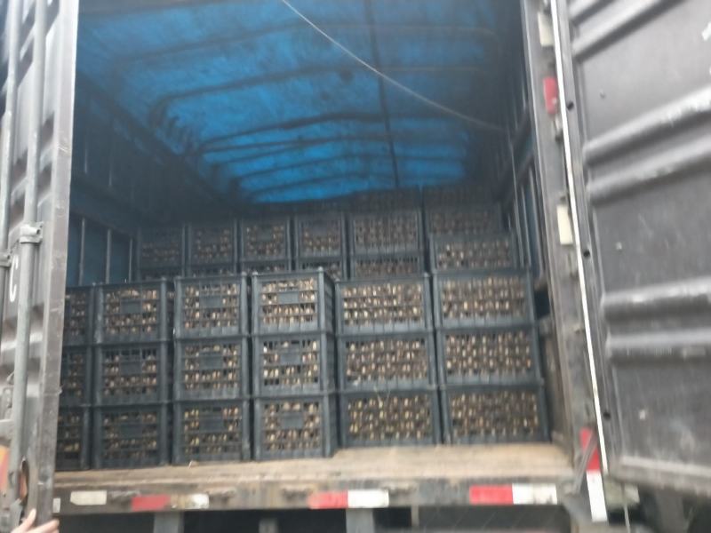 翠香猕猴桃产地直发价格有优势欢迎新朋友老客户前来选购