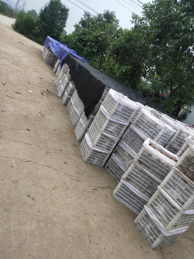 翠香猕猴桃产地直发价格有优势欢迎新朋友老客户前来选购