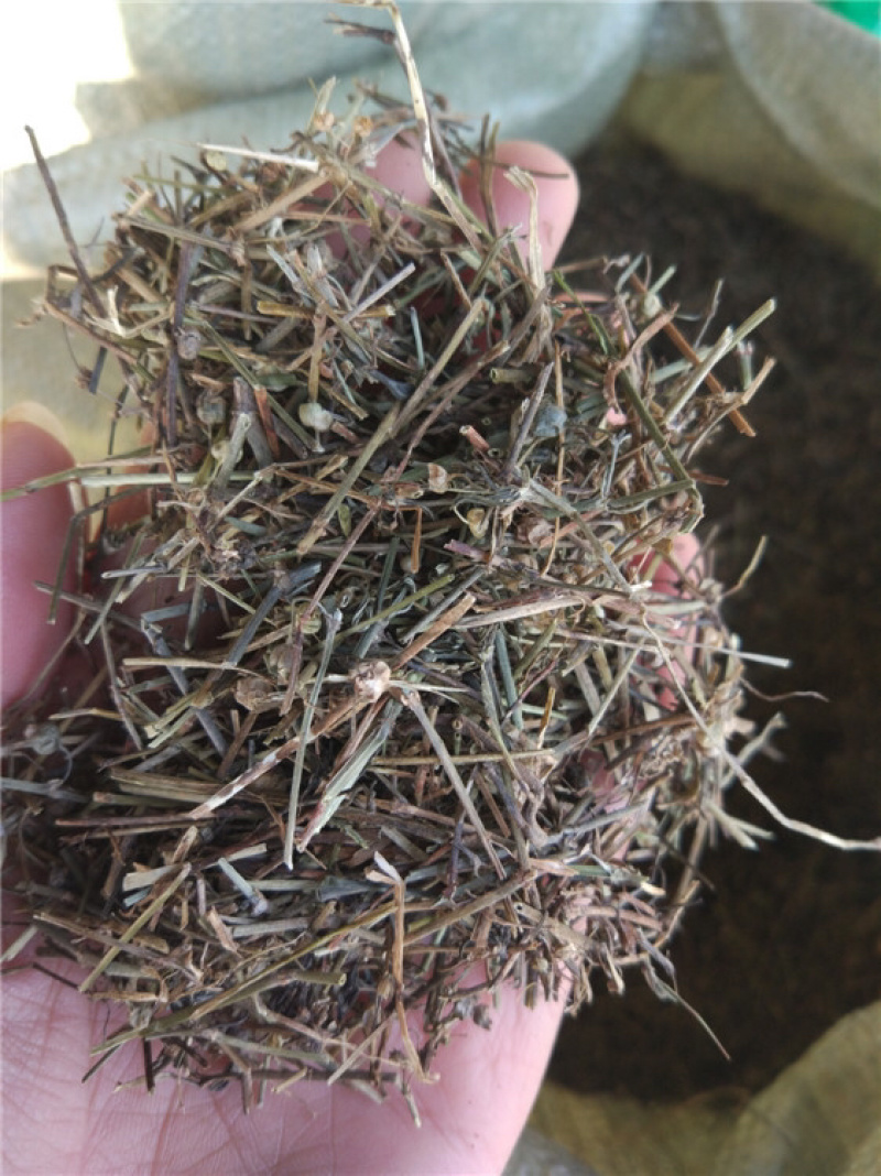 白花蛇舌草保庆药业批发白花蛇舌草实物拍摄