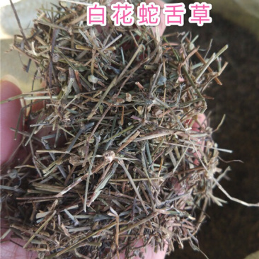 白花蛇舌草保庆药业批发白花蛇舌草实物拍摄