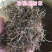白花蛇舌草保庆药业批发白花蛇舌草实物拍摄