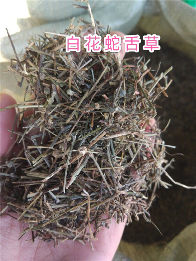 白花蛇舌草保庆药业批发白花蛇舌草实物拍摄