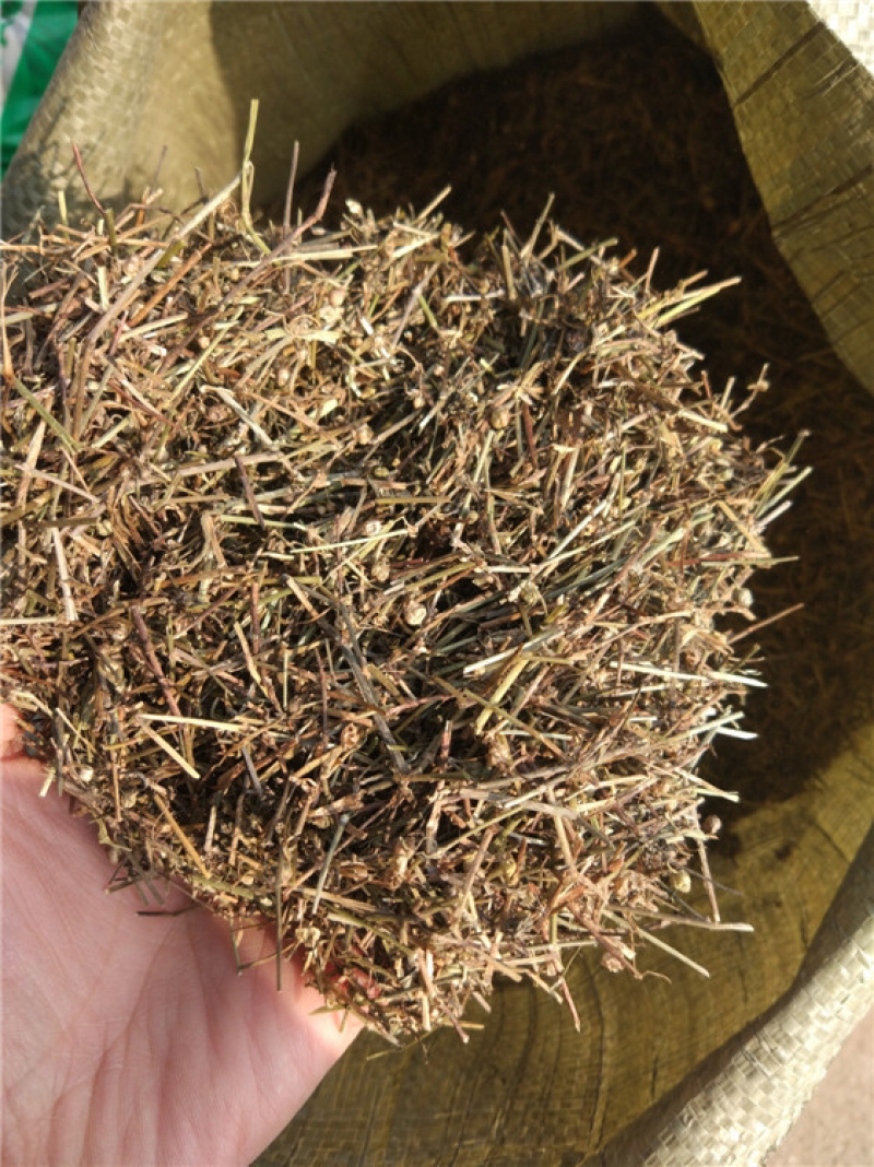 白花蛇舌草保庆药业批发白花蛇舌草实物拍摄