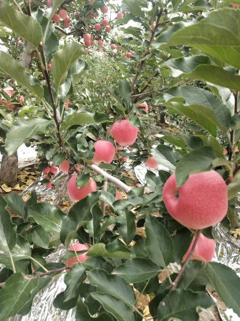 新鲜早熟红富士苹果【承接电商微商一件代发】