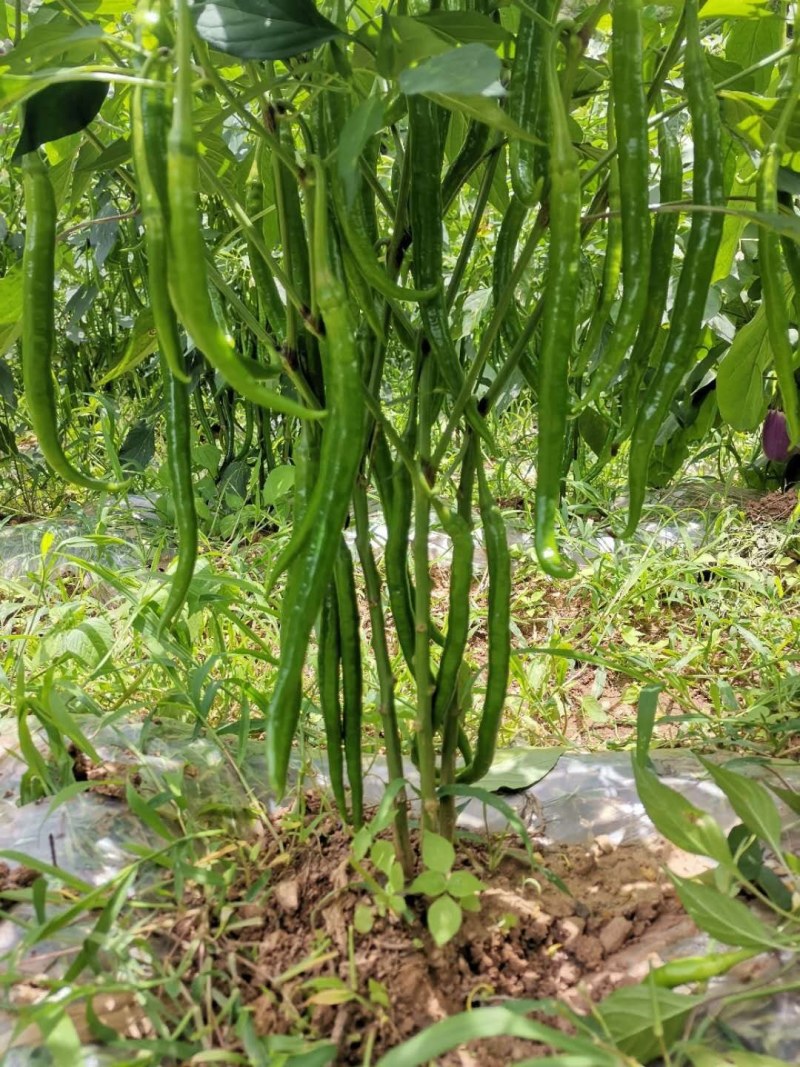 好货刚刚好，喜欢的老