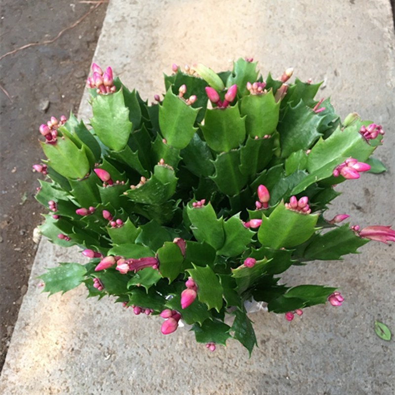 蟹爪兰带花发货室内盆栽植物花盆蟹爪兰带根带土发货绿植花