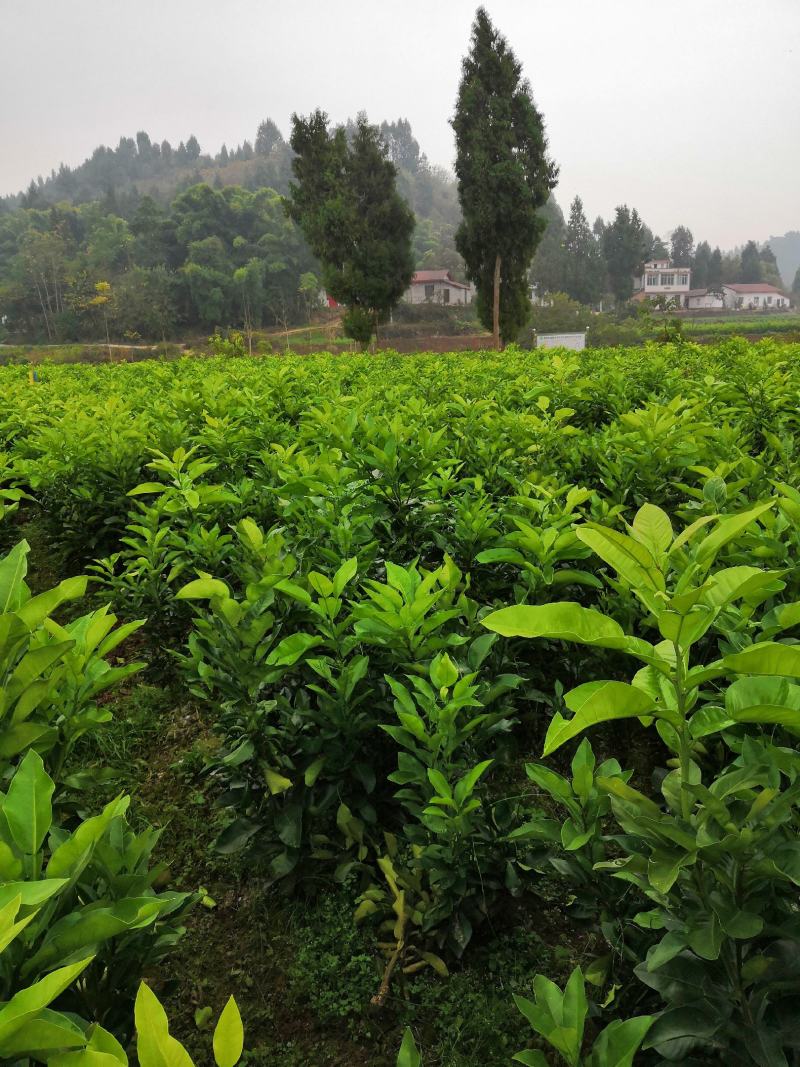 正宗脆香甜柚子苗特早熟蜜柚苗冰糖柚苗基地直供，闪电发货