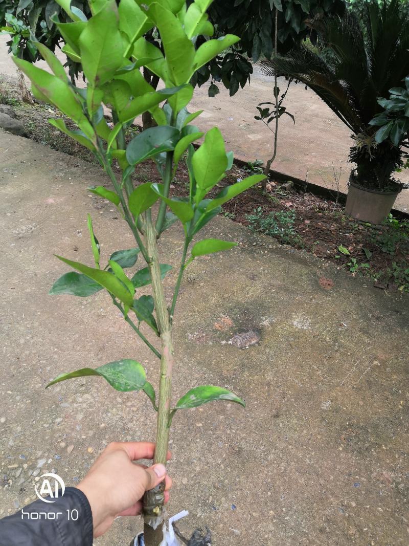 正宗脆香甜柚子苗特早熟蜜柚苗冰糖柚苗基地直供，闪电发货