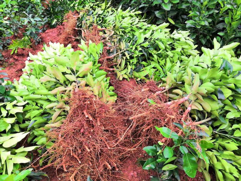 正宗脆香甜柚子苗特早熟蜜柚苗冰糖柚苗基地直供，闪电发货