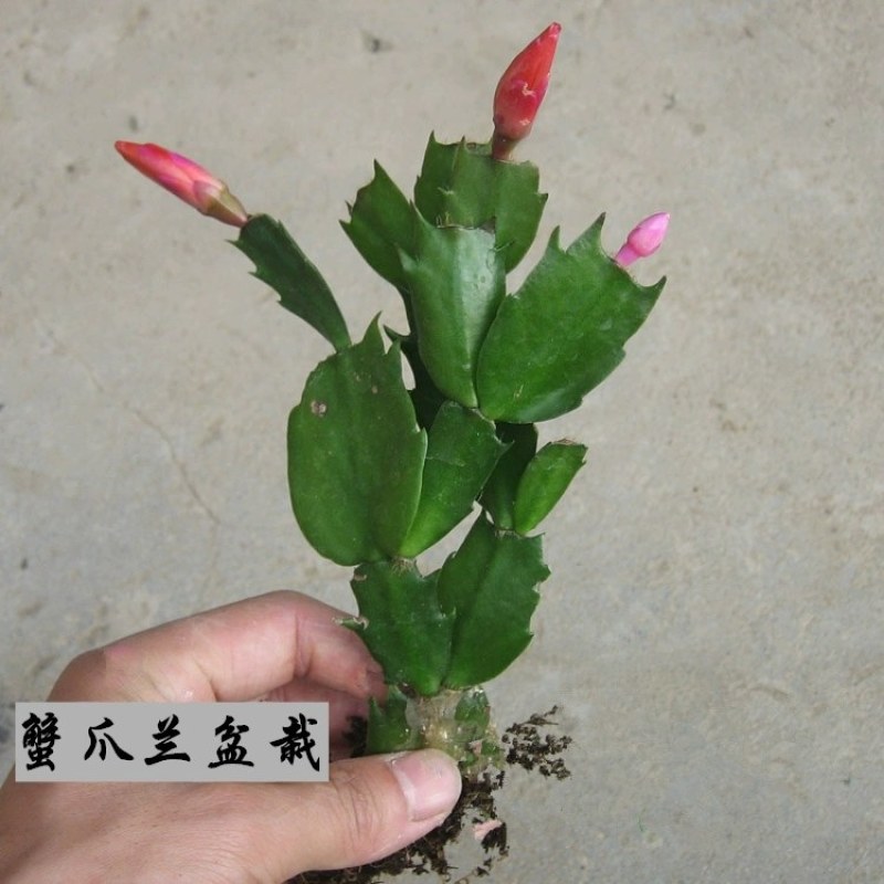 蟹爪兰带花发货室内盆栽植物花盆蟹爪兰带根带土发货绿植花