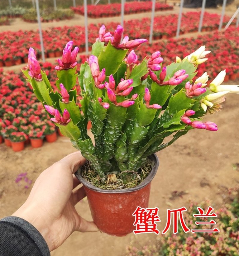 蟹爪兰带花发货室内盆栽植物花盆蟹爪兰带根带土发货绿植花